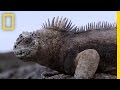 Experience The Beauty Of The Galápagos New Marine Sanctuary National Geographic