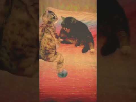 smart cat dance #cat #cute #dance #funny #comedy  #ytshorts