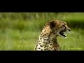 Cheetah calls (chirps)