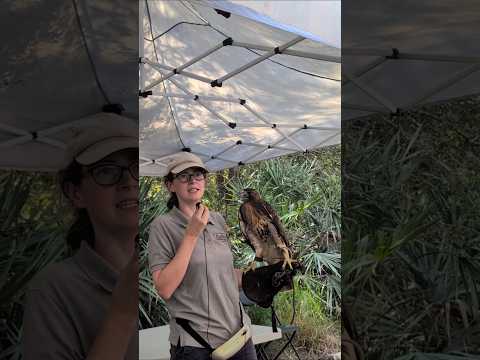 Nestling Red Tailed Hawk Sienna Eye Infection, Trauma Degrading, Amanda Avian Reconditioning Center