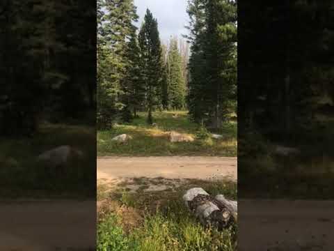 Moose in the Campground