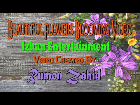 Beautiful Flowers Blooming Video