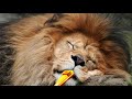 The Lion Sleeps Tonight The Tokens Kazoo Cover