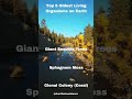 Top 5 Oldest Living Organisms on Earth #shorts #subscribe #earth @shortfactsandmore