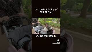 フレンチブルドッグの愛犬と公園デート✨#shorts