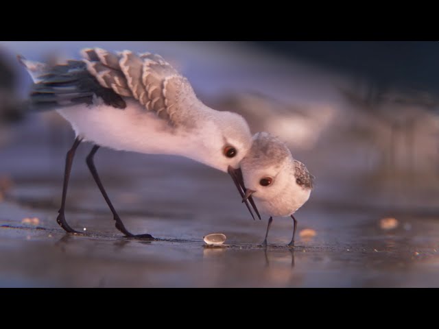 "Piper" Clip - Finding Dory - In Theatres this Friday!