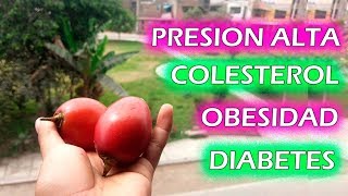 Tamarillo tomate de árbol ✔️ Presión alta ✔️Colesterol ✔️ Diabetes