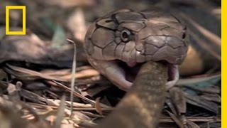 Cobra vs. Rat Snake | National Geographic