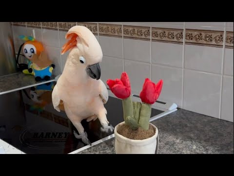 The potted plant stuffy! Not too sure about this thing 😂🌹💐