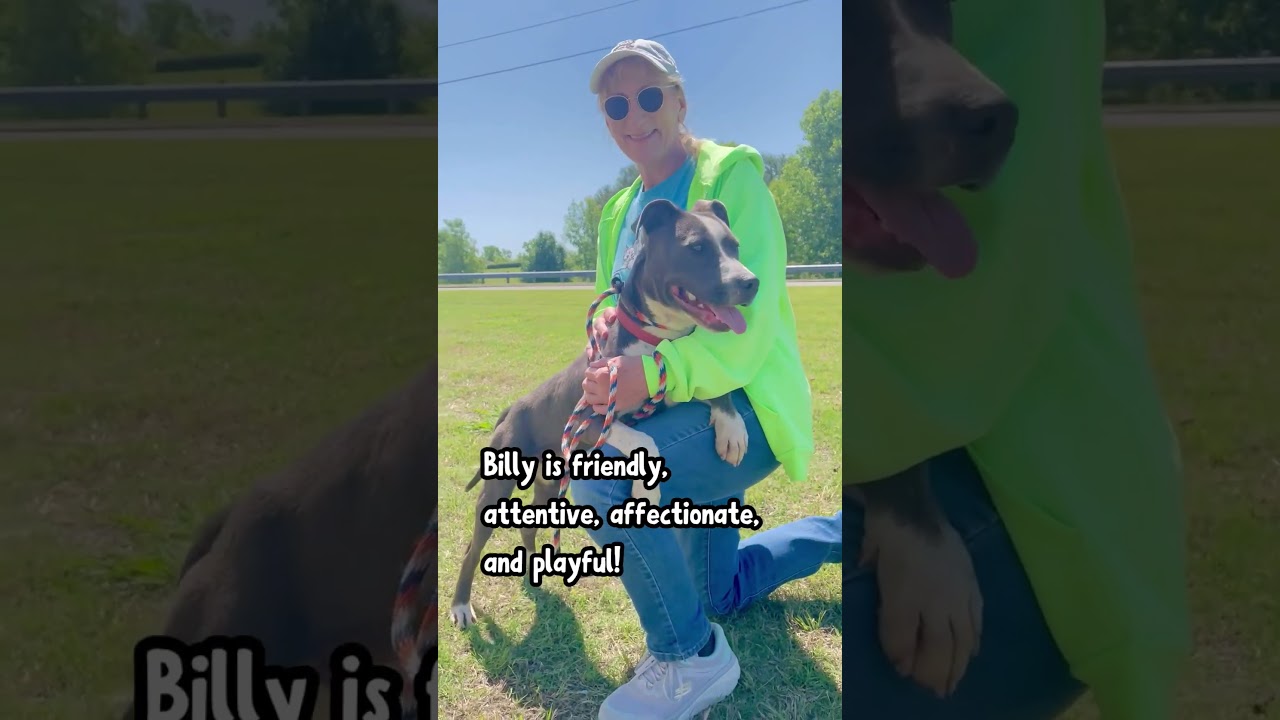 Billy, a Adoptable mixed breed in Denison, TX video 6/6