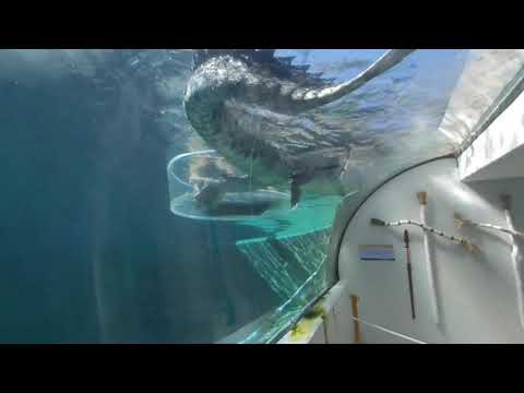 Cage of Death 3 - 3D