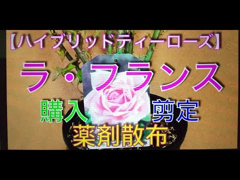 ハイブリッドローズ「エルプフロレンツ」 植物