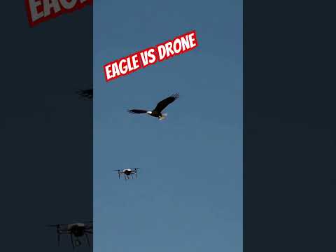 Eagle vs. Drone: Which is Faster? #eagles #drone #speedtest #birds