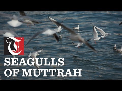 Oman Pride: Seagulls of Muttrah