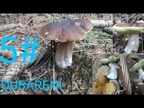 HOUBAŘENÍ 5# HOUBAŘENÍ V ČESKÉM LESE. KRÁSNÝ HŘÍBCI A KOTRČ