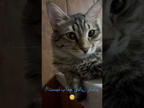 #yashar#catlover #cat الان یاشار هفت ماهشه🌸