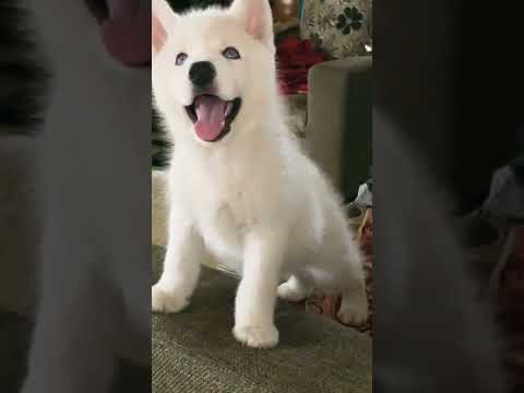 White husky #shorts #alisha #husky #shortsfeed #dog #trending #funny #ytshorts #youtubeshorts