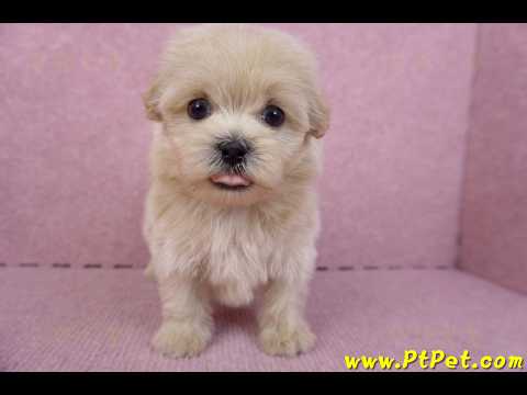 10/13馬爾泰迪公幼犬2號