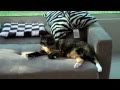 The Lazy Cat Song