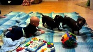 Dachshund playing with giggling baby