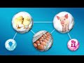 A Future Platform For Better Insects Thomas Farrugia Beta Bugs May 2022