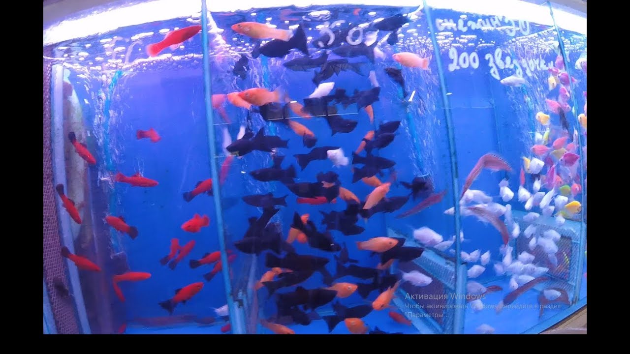 Где Купить Рыбок Для Аквариума В Перми