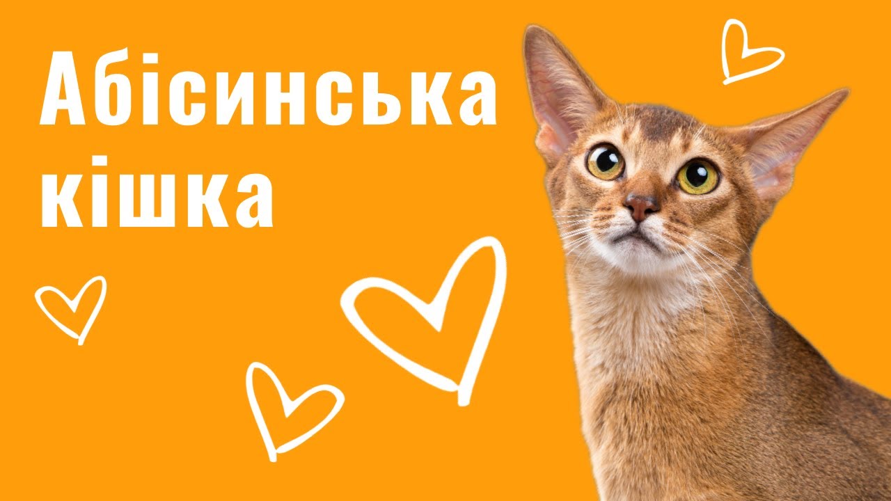 YouTube video preview