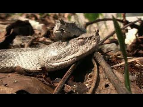 La vita delle vipere