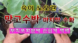 [텃밭농부 1,994]  망고수박 마지막 수확. 겉은 복수박인데 속은 망고? #망고수박재배