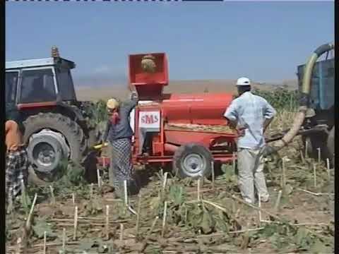 Erntemaschine für Sonnenbluemenkerne