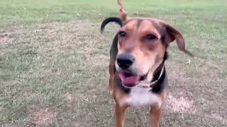 Video preview image #1 Beagle Puppy For Sale in Dunnellon, FL, USA