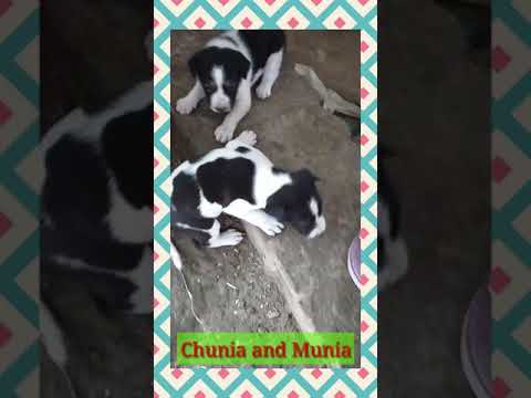 #shorts 🐶🦮 #nabanita