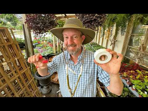 Propagating a Peculiar Pear: From Fence to Orchard