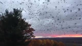 The Most Incredible Migration