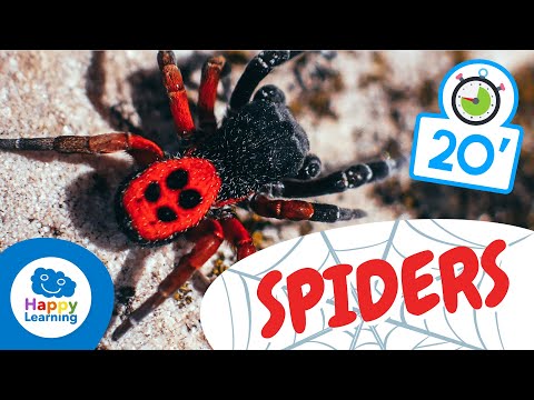 SPIDERS🕷️ | Animals for Kids | Fun and Educational Spider Facts for kids