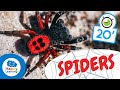 SPIDERS ️ Animals For Kids Fun And Educational Spider Facts For Kids