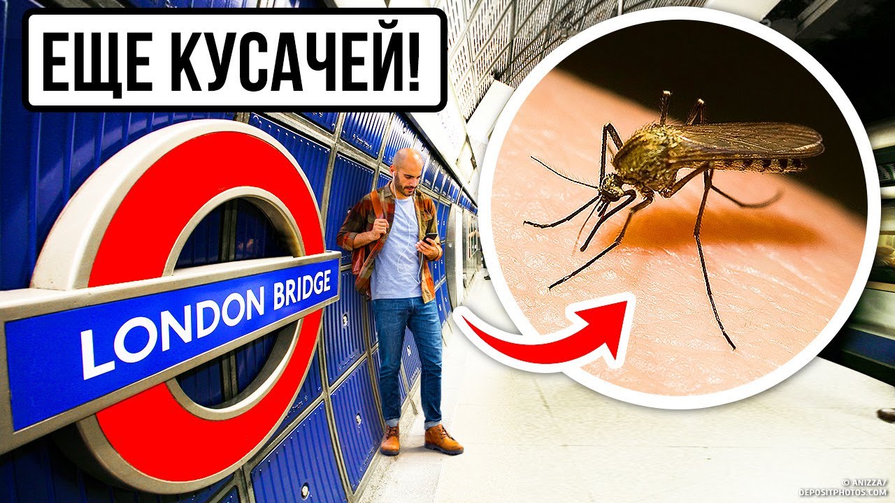 Лондонский комар-мутант может появиться и в вашем городе