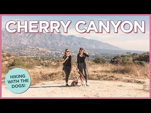 コーギーとカリフォルニアのチェリーキャニオンをハイキングする現実 (The Reality of Hiking Cherry Canyon in California with a Corgi)