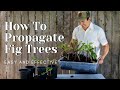 How to Propagate Fig Trees -Easy and Effective-