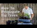 How to Propagate Fig Trees -Easy and Effective-