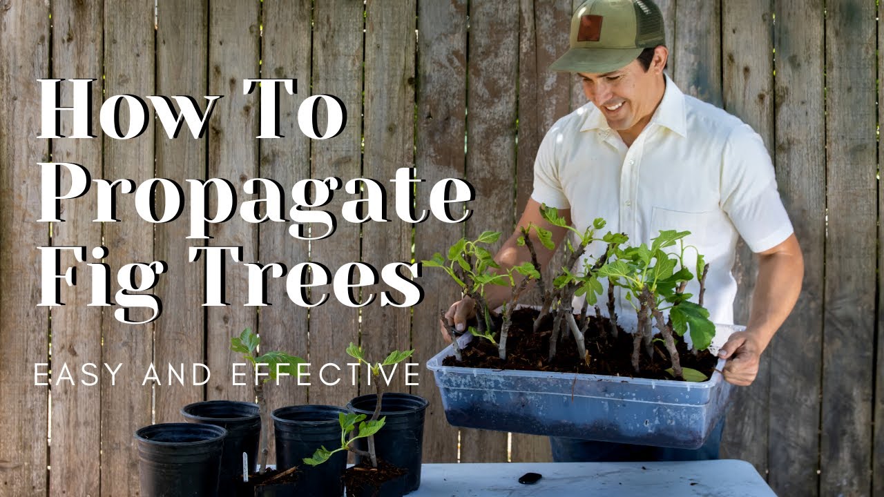 How to Propagate Fig Trees -Easy and Effective-