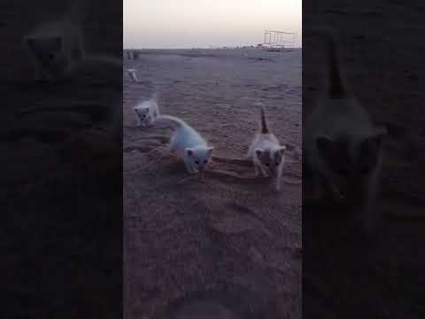 #tanvir #cat #youtubeshorts #foryou