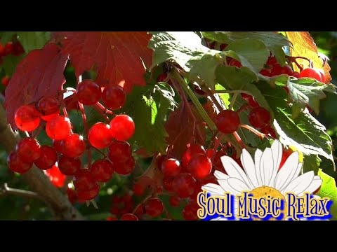 Ukrainian song Oh in the meadow red viburnumа / Ой у лузі червона калина