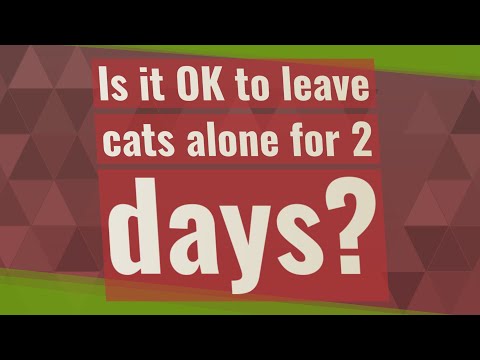 Is it OK to leave cats alone for 2 days?