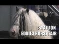 Seven Year Old Gypsy Cob Vanner Eddies Horse ...