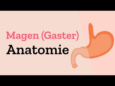 Erklärung der Anatomie des Magens - Gliederung, Blutgefäße  & Innervationen einfach erklärt