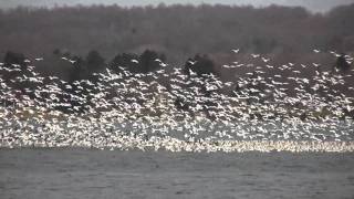 preview picture of video 'Snow Geese Migration in Skaneateles'