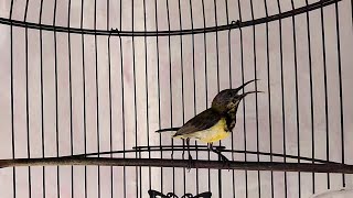 Download lagu CUKUP 1 MENIT!! SOGON MANAPUN PASTI LANGSUNG IKUT NGALAS DAN GACOR mp3