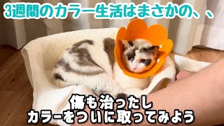 3週間のカラー猫生活の結末がまさかすぎた ［元保護猫モネと初心者飼い主］