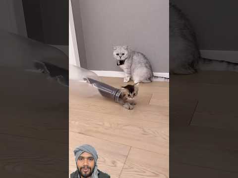 Baby Cat Vibes: Too Cute toMiss!